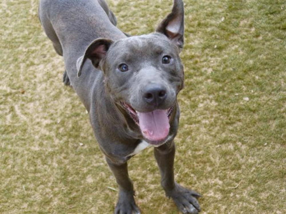 Shelter Stray Male Dog last seen Near BLOCK PARK AVE E, TALLAHASSEE FL 32301, Tallahassee, FL 32311