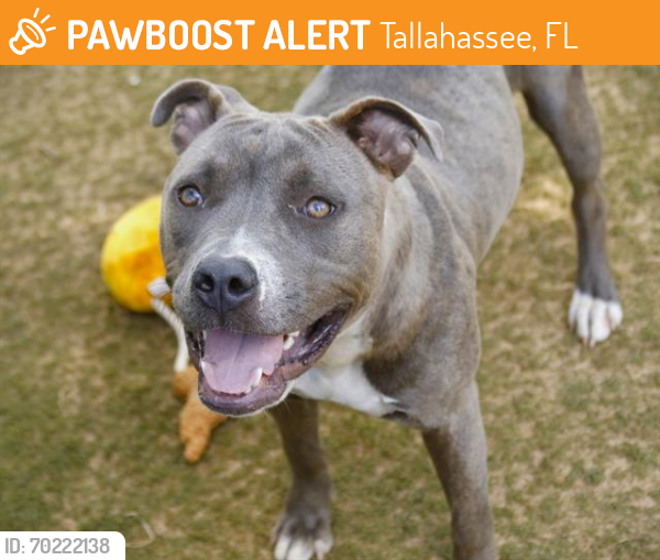 Shelter Stray Female Dog last seen Near BLOCK W TENNESSEE ST, TALLAHASSEE FL 32304, Tallahassee, FL 32311