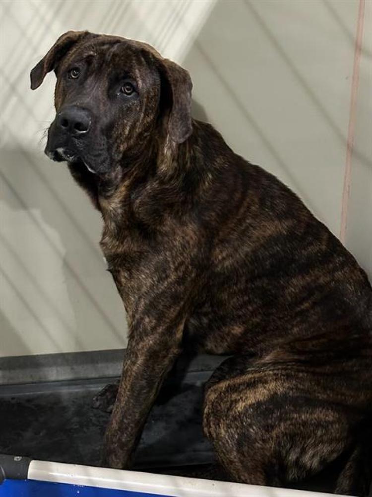 Shelter Stray Male Dog last seen Near BLOCK PIONEER DR, BAKERSFIELD CA 93306, Bakersfield, CA 93308