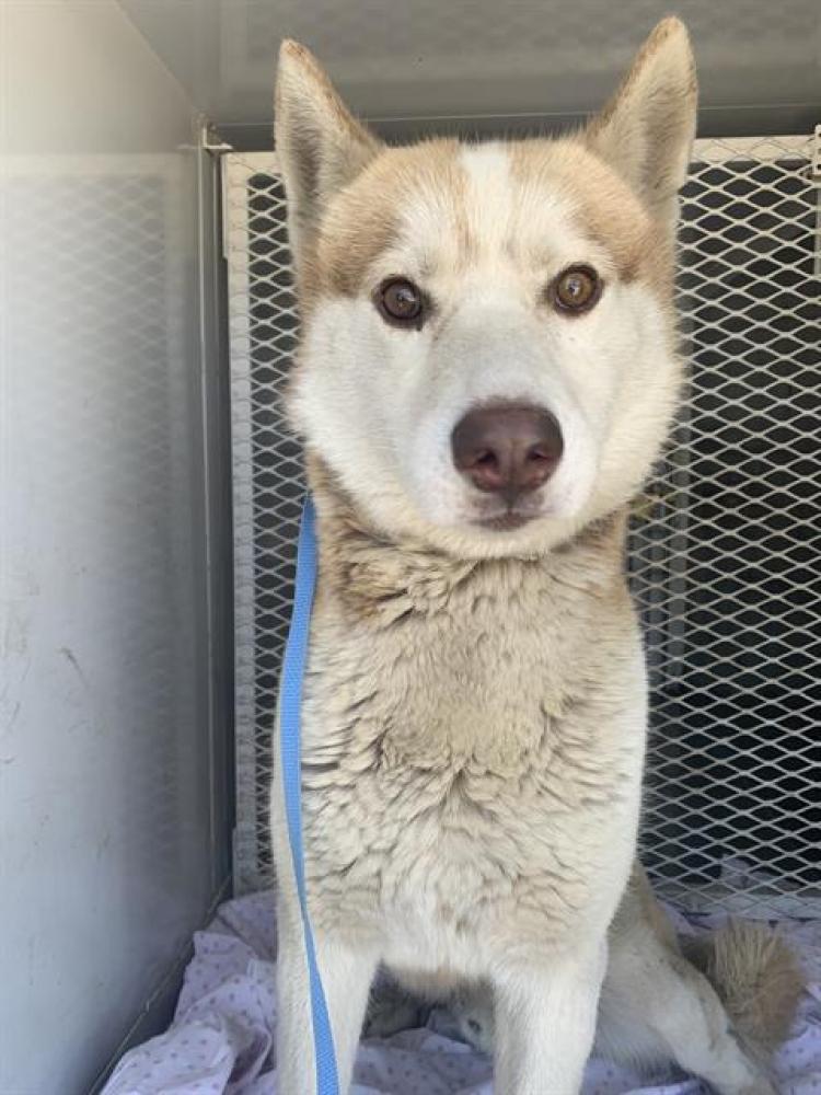 Shelter Stray Male Dog last seen Near BLOCK REXLAND DR, BAKERSFIELD CA 93307, Bakersfield, CA 93308