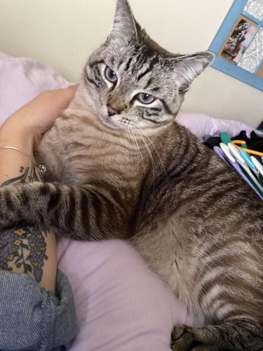 Lost Male Cat last seen Near e hinckley ave. Ridley park. , Ridley Park, PA 19078
