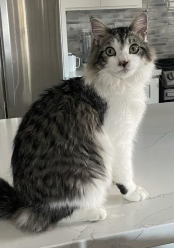 Lost Male Cat last seen North buhach rd and Elliott avenue Atwater/McSwain CA, McSwain, CA 95301