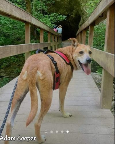 Lost Female Dog last seen Hwy 16 Turin/Sharpsburg, Sharpsburg, GA 30277