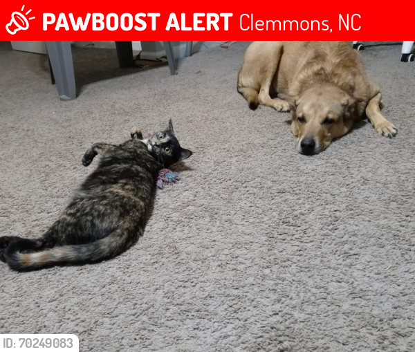 Lost Male Dog last seen Near Holder Rd Clemmons NC, Clemmons, NC 27012