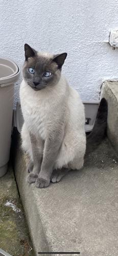 Lost Male Cat last seen Loch Lomond drive and Sparkle drive , Canyon Lake, CA 92587
