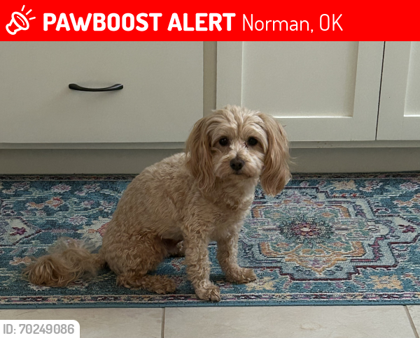 Lost Male Dog last seen Tecumseh Rd and 36th NW, Norman, OK 73072