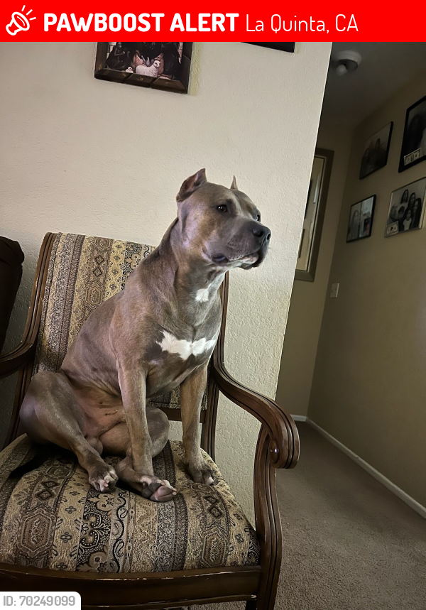Lost Male Dog last seen Nogales and Diaz La Quinta , La Quinta, CA 92253