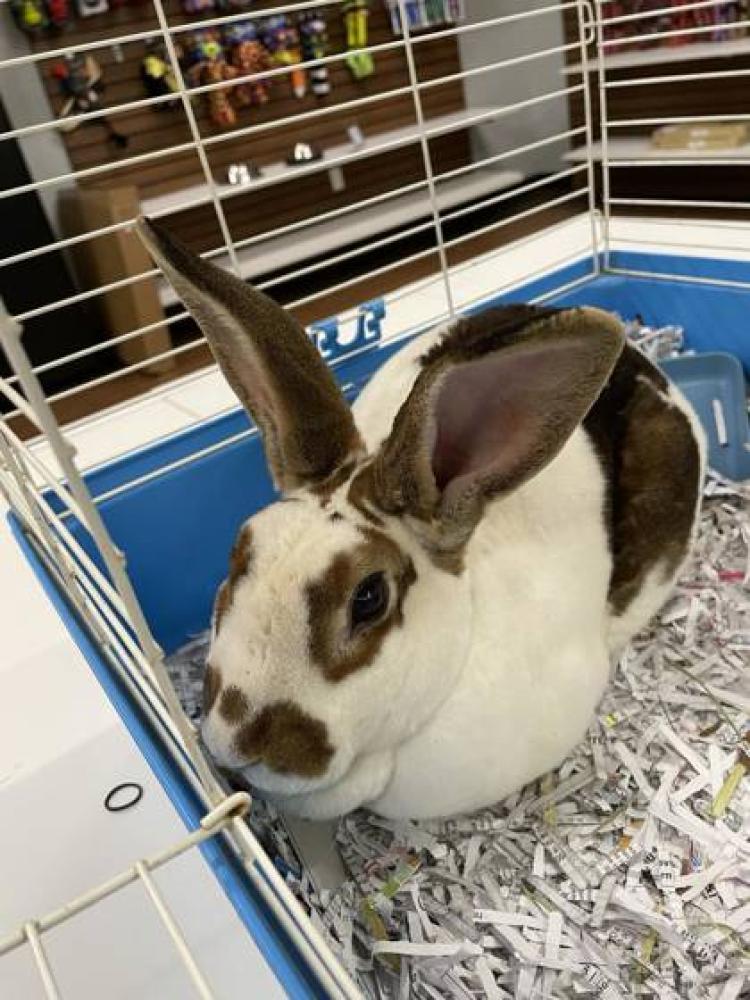 Shelter Stray Male Rabbit last seen Near CYPRESS GROVE, 70807, LA, Baton Rouge, LA 70820