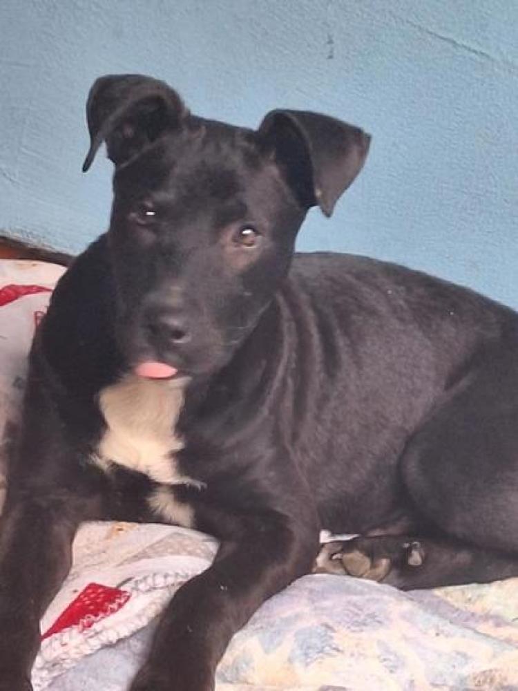 Shelter Stray Male Dog last seen San Antonio, TX 78230, San Antonio, TX 78229