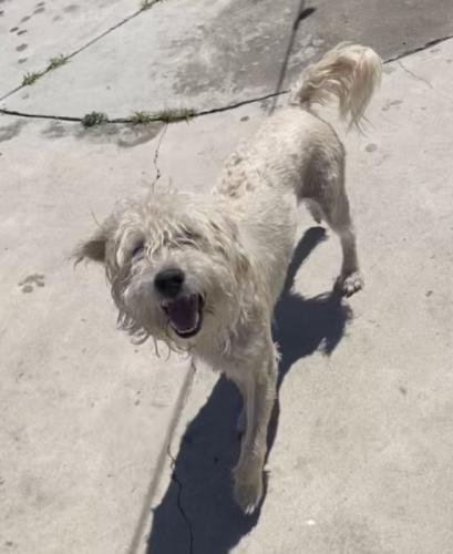 Lost Male Dog last seen Cedar and baseline , San Bernardino, CA 92404