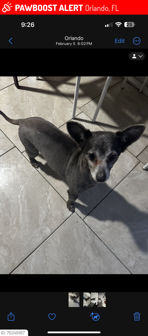 Lost Male Dog last seen Reddit, Orlando, FL 32822