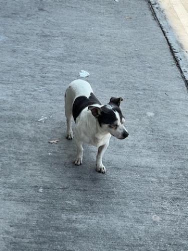 Lost Male Dog last seen Near & Imperial Valley, Houston, TX 77073