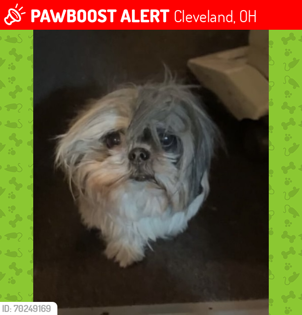 Lost Female Dog last seen Goodman Avenue, Warner Rd, Turney Rd, Cleveland, OH 44105