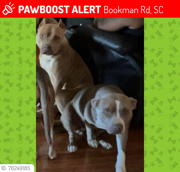 Lost Female Dog last seen Gibbs Road, Bookman Rd, SC 29045