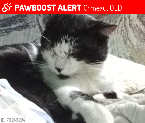 Lost Male Cat last seen Guara Grove, Ormeau, QLD 4208