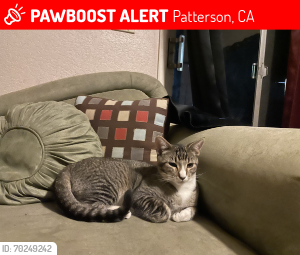 Lost Male Cat last seen H st, Patterson, CA 95363