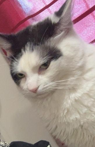 Lost Male Cat last seen Greenwood Mall, Greenwood, IN 46142