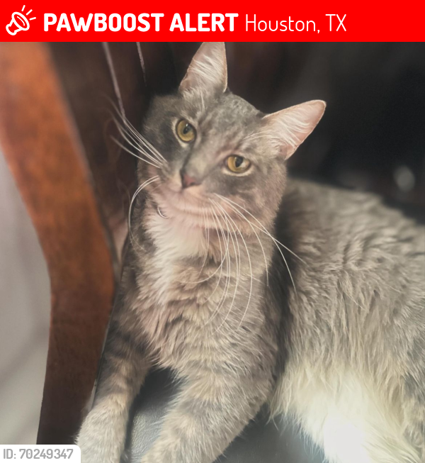 Lost Male Cat last seen Cherry Spring, Houston, TX 77038