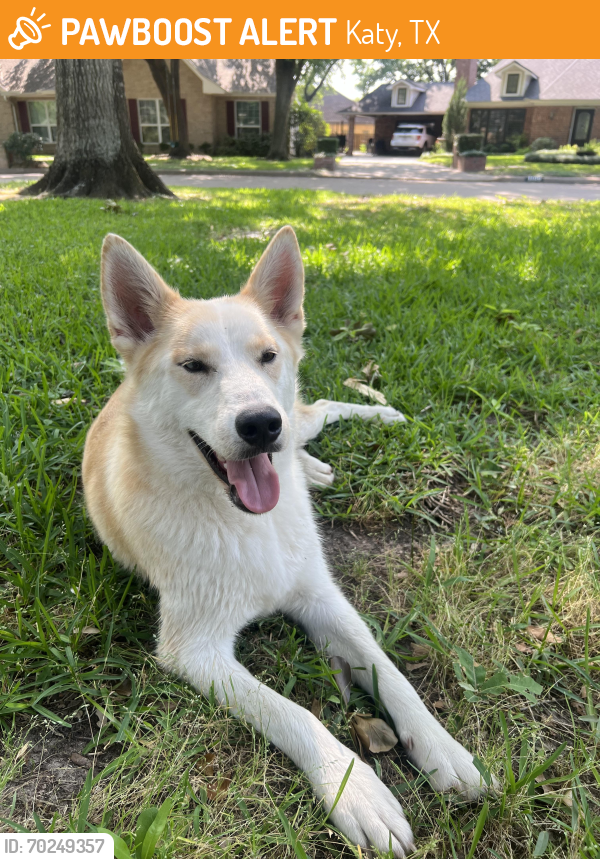 Found/Stray Female Dog last seen  Aster st. Katy, TX, Katy, TX 77493