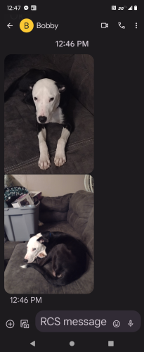 Lost Male Dog last seen Residential area close to Netherland Inn, Kingsport, TN 37660