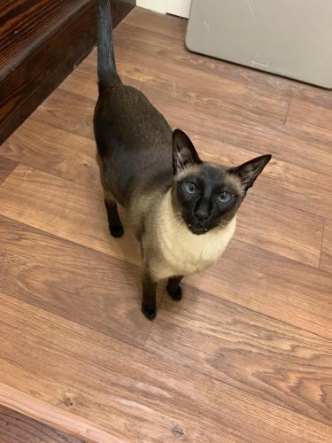 Lost Male Cat last seen Emerson and eastern , Paradise, NV 89121