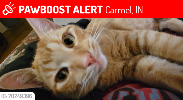 Lost Male Cat last seen Cottage care vet, Carmel, IN 46032