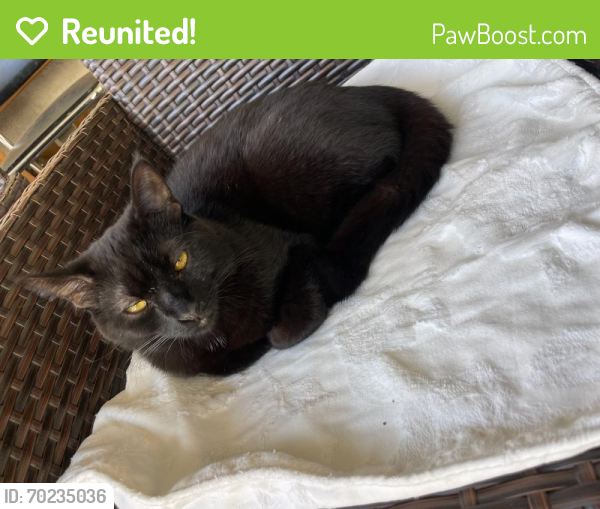 Reunited Male Cat last seen Spring St and Chestnut Ave., Long Beach, CA 90806