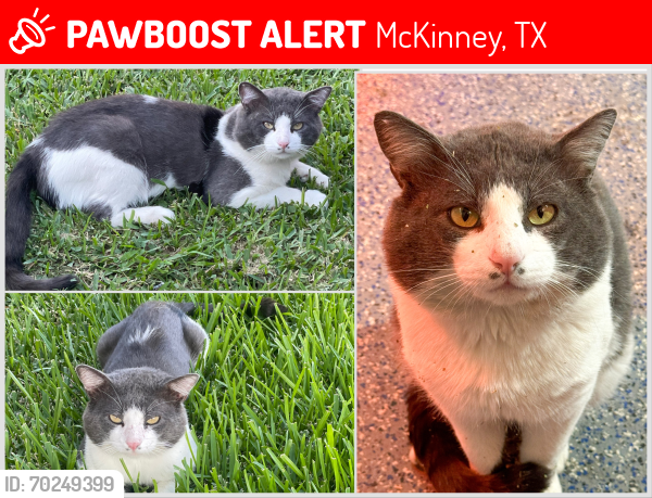 Lost Male Cat last seen Rockhill Rd and Bandera St, McKinney, TX 75072