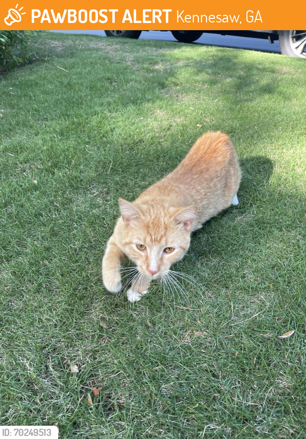 Kennesaw, GA Stray Male Cat Found Near Loring Rd | PawBoost