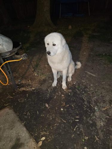 Lost Male Dog last seen Foxford, Houston, TX 77015