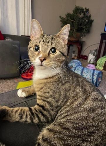 Lost Male Cat last seen Near water rd and Moore rd, Avon Lake, OH 44012