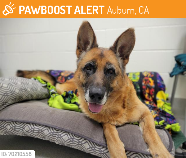 Shelter Stray Female Dog last seen HIGHLAND/SUNRISE, Auburn, CA 95603