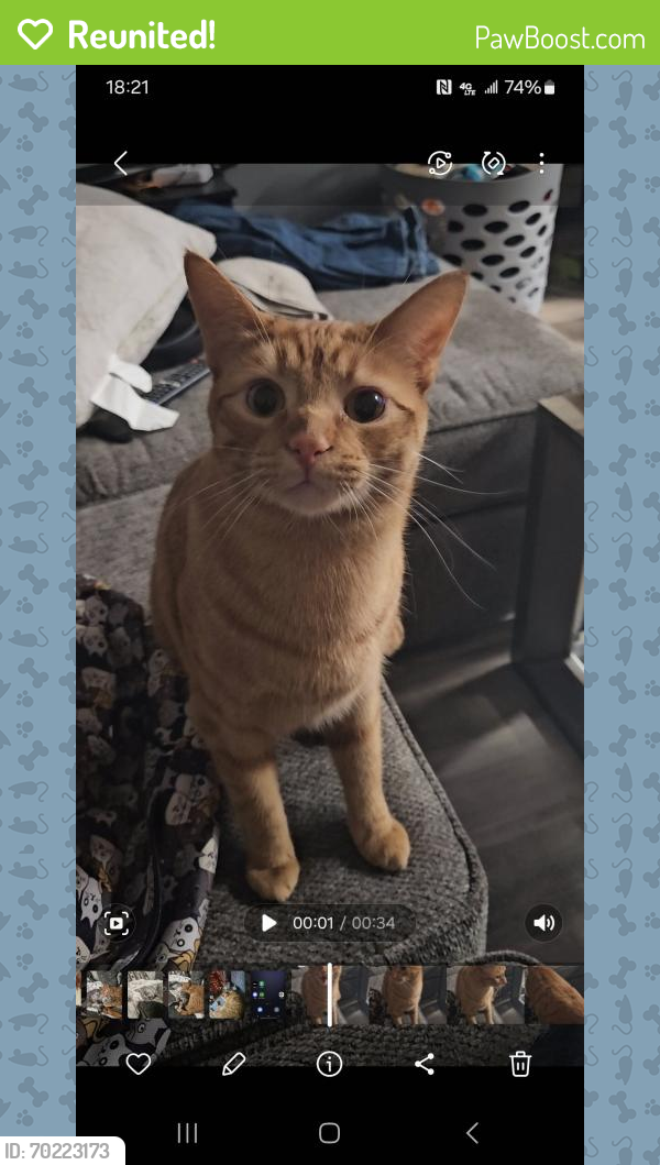 Reunited Male Cat last seen W 24th st and Greengarden Rd, Erie, PA 16502