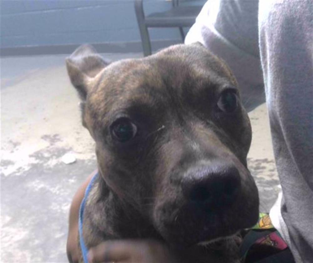 Shelter Stray Female Dog last seen Near BLOCK SKYLARK AVE, TALLAHASSEE FL 32305, Tallahassee, FL 32311