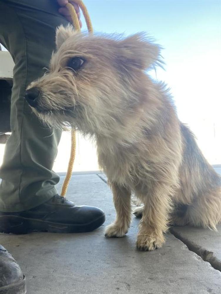 Shelter Stray Male Dog last seen Near BLOCK OLIVE AVE, TAFT CA 93268, Bakersfield, CA 93308