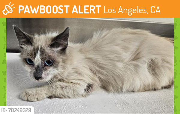 Shelter Stray Female Cat last seen , Los Angeles, CA 90031