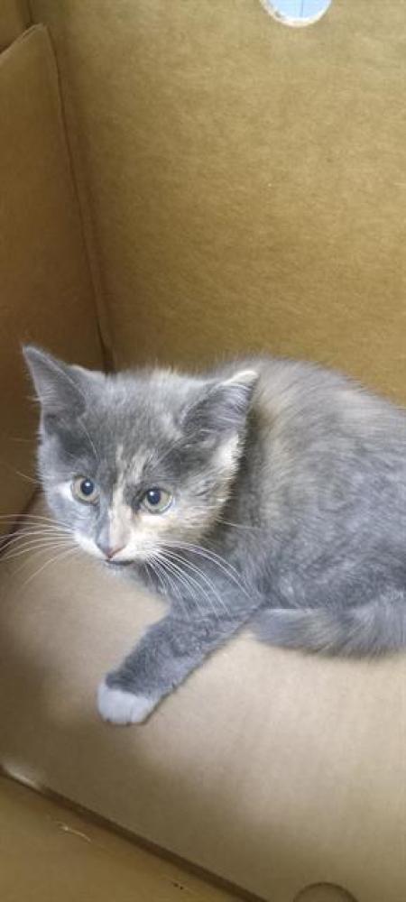 Shelter Stray Female Cat last seen FASHION PLAZA/BERNARD, BAKERSFIELD, Bakersfield, CA 93307