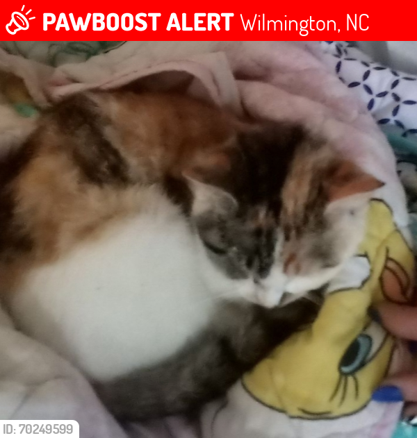Lost Female Cat last seen Near creekwood area, Wilmington, NC 28403