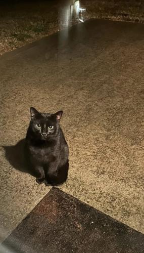 Lost Male Cat last seen Gibbs High School  and/or Fairview Church , Corryton, TN 37721