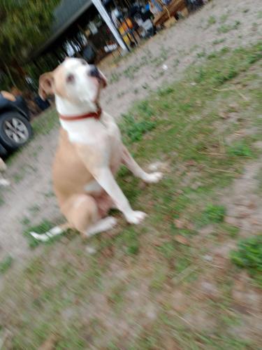 Lost Male Dog last seen Near & 27, Branford, FL 32008