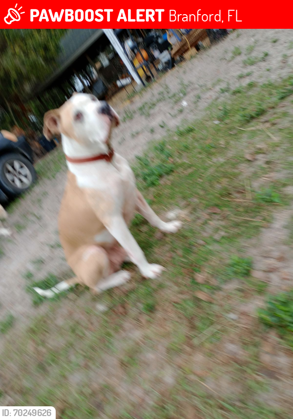 Lost Male Dog last seen Near & 27, Branford, FL 32008