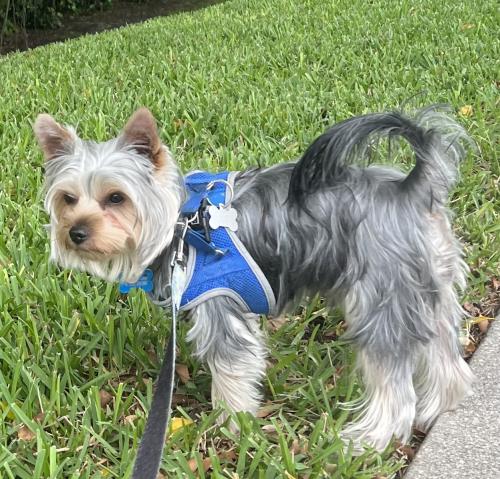Lost Male Dog last seen Lyons Rd south of Glades Rd, Boca Raton, FL 33434