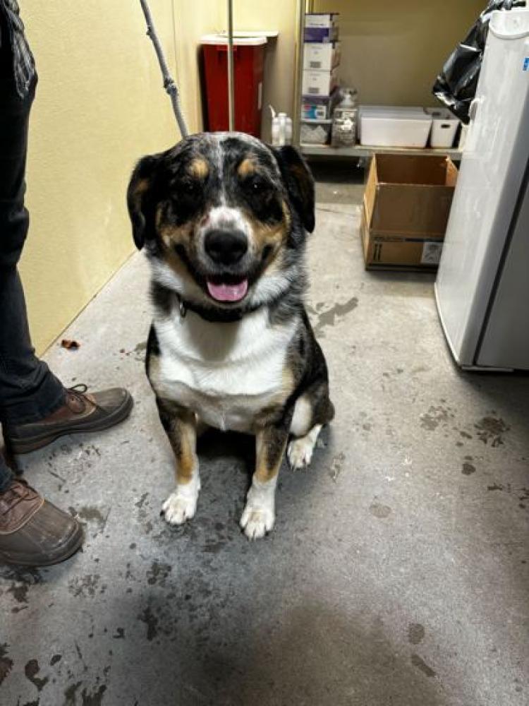 Shelter Stray Male Dog last seen Pigeon Forge, TN 37863, Pigeon Forge, TN 37862