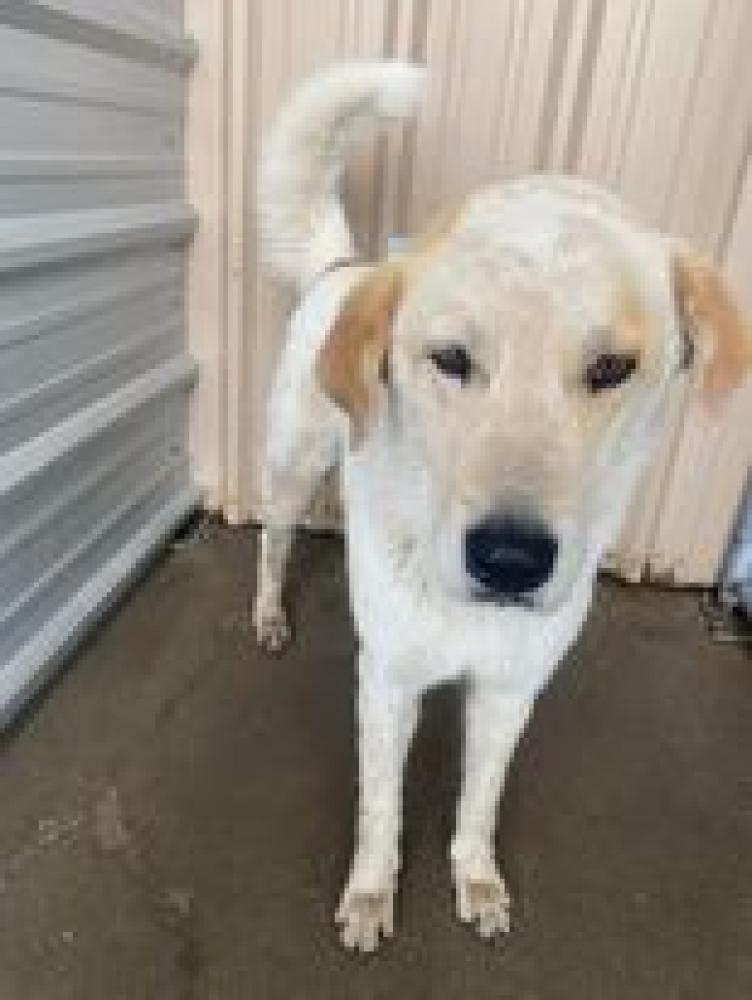Shelter Stray Male Dog last seen Alvarado, TX 76009, Alvarado, TX 76009