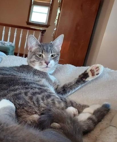 Lost Male Cat last seen Collegville Road and Victoria Drive (Skippack PA), Collegeville, PA 19426