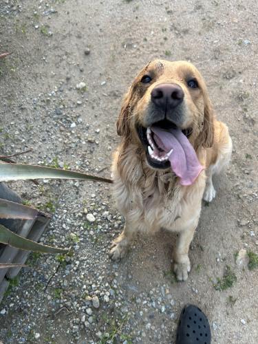 Lost Male Dog last seen Valley, Bloomington, CA 92316