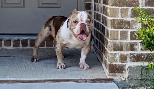 Lost Male Dog last seen Opaline and Essonite, Little Elm, TX 76227