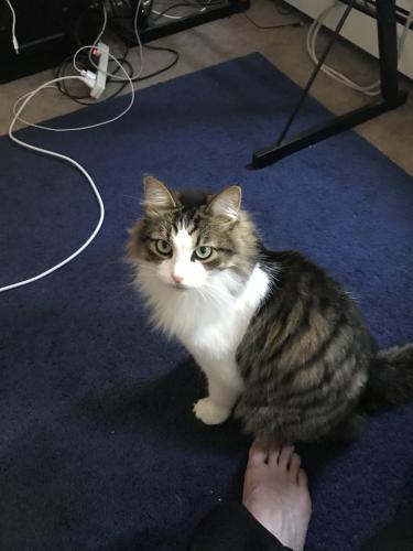 Lost Male Cat last seen Barrio, cross streets Madison and hilliard, Lakewood, OH 44107