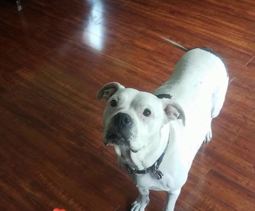 Lost Female Dog last seen Highway 21, Jefferson County, MO 63012