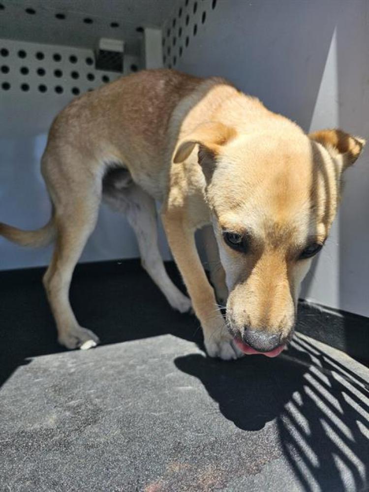 Shelter Stray Male Dog last seen E PLANZ RD / LOTUS LN,BAKERSFIELD,CA, Bakersfield, CA 93307